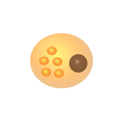 Normal fat cell